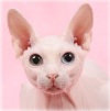  Catterey Sphynx "GRAND SPHYNX".. ��������� ������