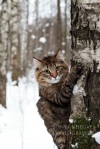 фото Норвежская лесная питомник кошек FORESTERRA