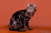     "WEIRD  TAIL" ("  ")