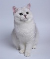 фото Шотландская вислоухая Британская питомник кошек Maxfold