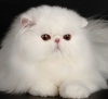 фото Британская кошка Селкирк рекс питомник кошек Enigma