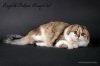 фото Скотиш фолд Британская кошка Скотиш страйт   Bennevis