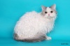 фото Селкирк рекс питомник кошек Glamorous Curls