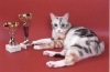 фото Экзотическая Персидская   питомник кошек ADAMANT