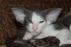 фото Ориентальная кошка  SIOMAR*RU