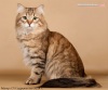 фото Сибирская кошка питомник кошек SIBMARINA
