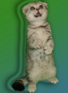 фото Шотландская вислоухая Британская кошка   питомник кошек "Small Praide"