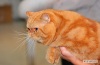 фото Шотландская вислоухая Шиншилла   питомник кошек Oxi Sable