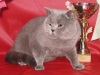 фото Британская кошка    питомник кошек Бритлинг* BY