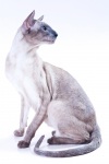 фото Ориентальная кошка питомник кошек Alien Invasion