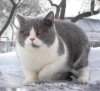 фото Британская кошка питомник кошек Brilliant Field*BY