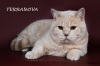 фото Мейн-кун питомник кошек TERRANOVA