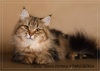 фото Сибирская кошка питомник кошек Питомник сибирских кошек "Starsiberia"