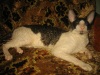 фото Персидская кошка    питомник кошек мега-центр