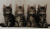 фото Мейн-кун питомник кошек New Star