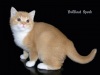 фото Британская кошка Селкирк рекс питомник кошек Brilliant Spark