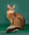 фото Сомалийская    питомник кошек Питомник сомалийских кошек "Сатилайн"
