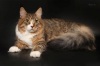 фото Британская кошка    питомник кошек COON LOUNGE*BY