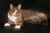         COON LOUNGE*BY