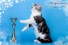 фото Британская кошка Селкирк рекс Скотиш фолд Скоттиш страйт питомник кошек Silver Empire
