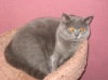  ElkasBritishCats. ���������� �����   