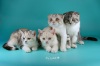 фото Канадский сфинкс питомник кошек Fairy Tale
