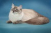 фото Британская кошка питомник кошек Мур Амур
