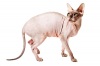 фото Британская кошка Шотландская вислоухая Манчкин  питомник кошек "Sacrad Animal"