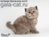 фото Британская кошка питомник кошек GALA-CAT*RU