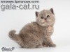   GALA-CAT*RU.  