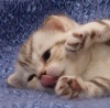 фото Британская кошка питомник кошек Питомник британских кошек редких окрасов WINTEROSE г. Ярославль