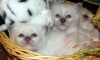 фото Cвященная бирма питомник кошек Блю Айз - Питомник кошек породы Священная бирма