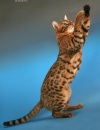 фото Шотландская вислоухая Британская Скотиш страйт Скотиш-фолд питомник кошек LuxuryCat