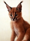 фото Саванна питомник кошек Shine Golden Irbis