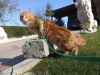 фото Cвященная бирма питомник кошек villa-mur