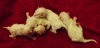 фото Шотландская вислоухая питомник кошек Блю Айз - питомник кошек породы Священная бирма