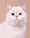 фото Шиншилла питомник кошек CORSA CAT