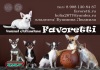 ���� �������� �������� ����� Favoretti