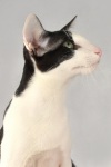 фото Ориентальная кошка Сиамская кошка питомник кошек Эльсинор