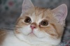 фото Шотландская вислоухая Скотиш фолд Скотиш страйт Хайленд-фолд  Rikki Tikki Cat