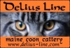 фото Мейн-кун    питомник кошек Delius Line