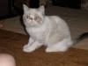 фото Экзотическая Персидская питомник кошек Splendour