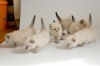 фото Шотландская вислоухая Британская кошка  Хайленд фолд питомник кошек Магия Голубоглазая