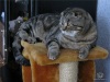 фото Скотиш фолд Британская кошка   питомник кошек ИРБИС