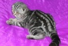 фото Мейн-кун    питомник кошек Alivia-fold