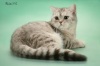 фото Британская кошка,Британская длинношерстная, Девон-рекс питомник кошек Питомник DUMOND британской и шотландской пород кошек