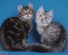 фото Азиатская дымчатая питомник кошек Питомник сибирских кошек Шаюр-Адамант