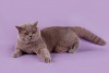 фото Канадский сфинкс питомник кошек MODERN SAFARI