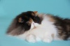фото Мейн-кун питомник кошек BELINKA cattery