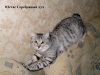 фото Британская кошка, Шотландская вислоухая, Канадский сфинкс, Шотландские страйты питомник кошек Глэйдис Прайд